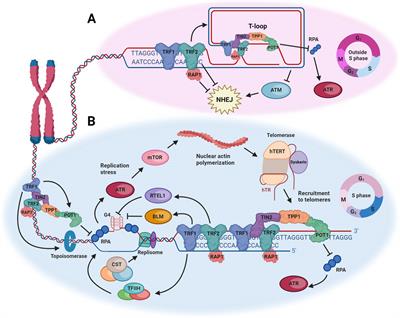 Telomere maintenance and the DNA damage response: a paradoxical alliance